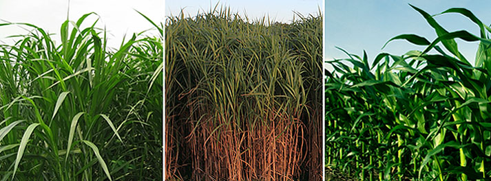 Sugar Cane - Miscanthus - Maize to Biofuels