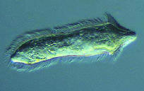 Miracidium (S. haematobium; courtesy of Alison Agnew, Leeds University)