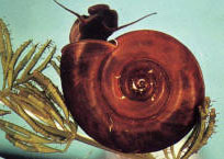 Biomphalaria glabrata snail (WHO\TDR)