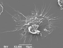 activated dendritic cell