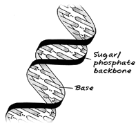 Sketch of the double helix structure of DNA.