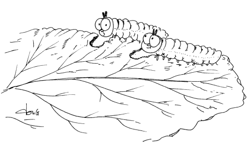 Cartoon of two caterpillars eating a cabbage leaf.