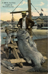 Image of a 400lb black sea bass Santa Cruz CA ca 1911