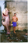 Image of Goliath grouper Brazil 346kg
