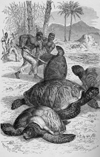 Image of Catching green turtles Caribbean ca 1883