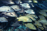 Image of fish in Hol Chan reserve, Belize