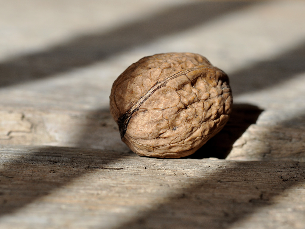 Photo of a wallnut