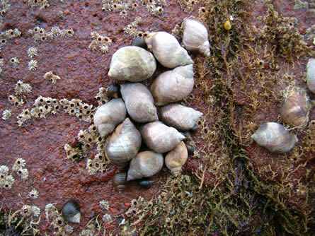 Close up shells