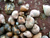 Close up shells
