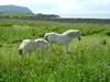 33.) Shetland ponies
