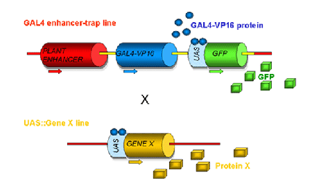 Transactivation system