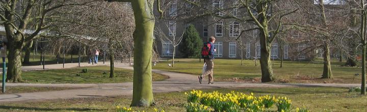 Daffodils on campus