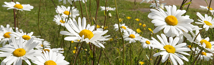 Daisies in the sunshine