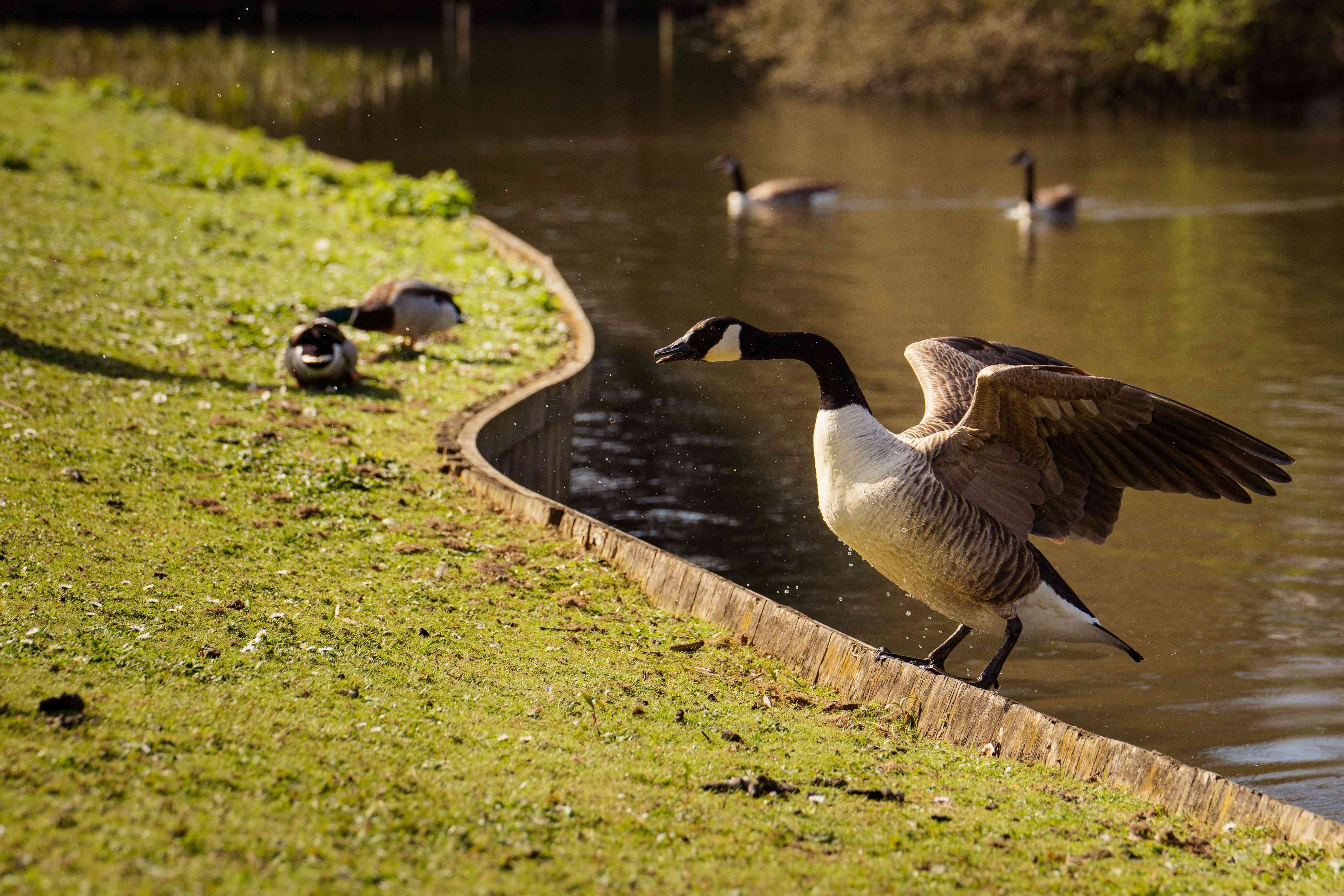 Bird Canada Goose York Uk Canada Geese Canada Goose Sale London