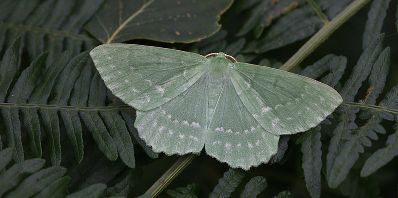 The Large Emerald (Geometra papilionaria). These moths feed on birch trees, which are very sensitive to dry conditions and drought. Credit: Dr Callum Macgregor