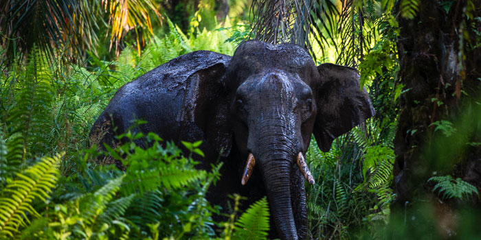 An elephant next to the rainforest edge within the Telupid District (Sabah). Credit: Jacob Anderson