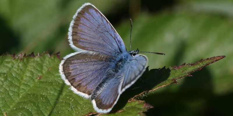 The Silver-studded Blue has retreated southwards and decreased in abundance. Credit: Dr Callum Macgregor, University of York