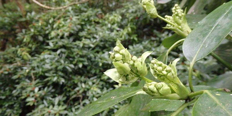 Japanese laurel is one of a number of Asian broad-leaved evergreens now naturalising in warmer locations across southern Britain