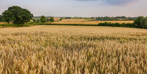 Under existing commitments, wheat fields in the Howardian Hills are considered to be delivering for nature. Credit: Charles Cunningham