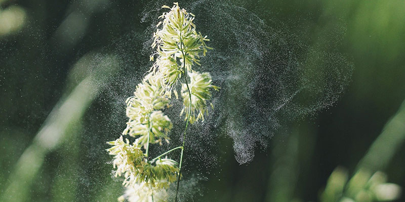 Researchers discover when pollen comes of age