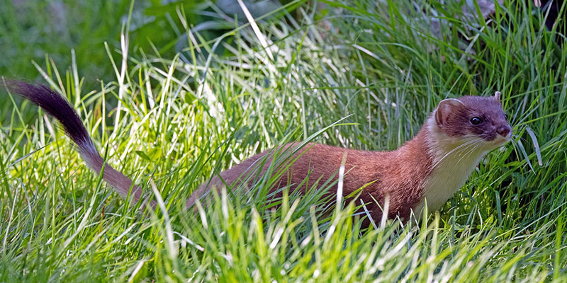 Stoats can be a problem for naïve prey on islands (Photo credit: 3238642 pixabay.com)