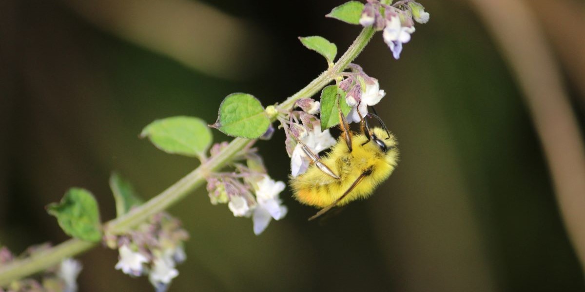 Protecting pollinating insects could improve diets and livelihoods ...
