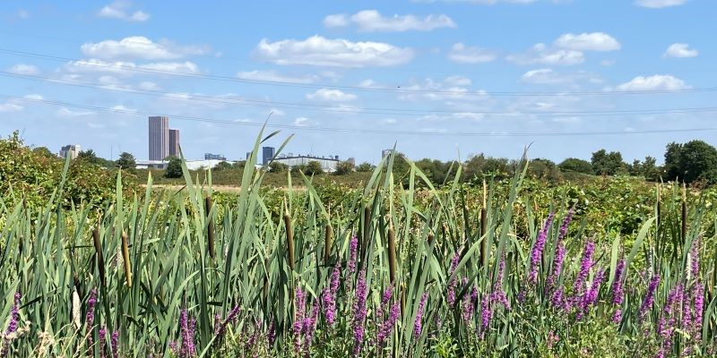 Urban Rewilding Examples Urban rewilding - Leverhulme Centre for Anthropocene Biodiversity ...
