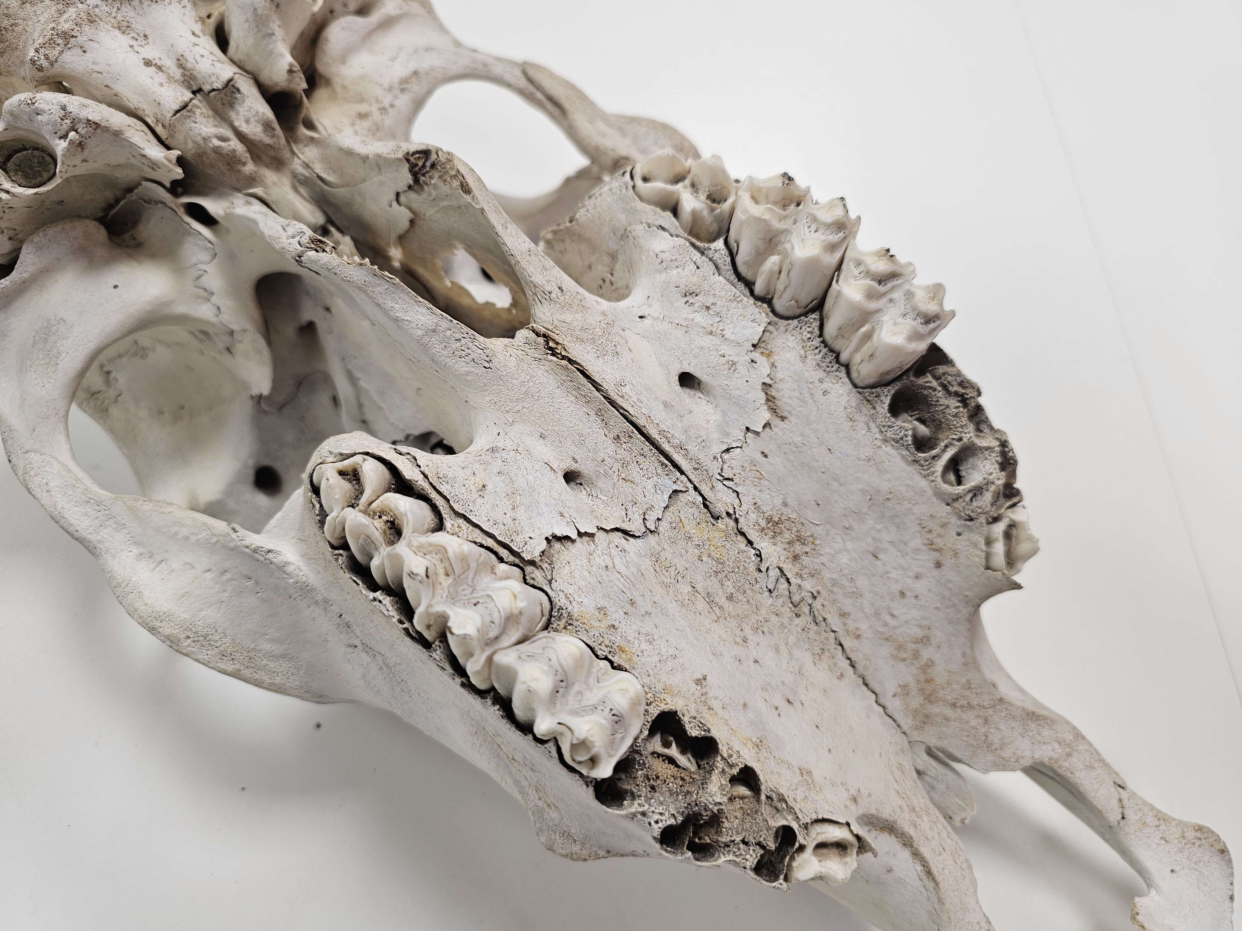Part of an animal skull with teeth intact