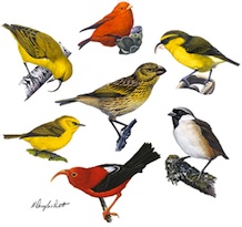 Illustrated is a juvenile Laysan finch (centre), and clockwise from the top: Hawaii akepa, Maui parrotbill, poouli, iiwi, Maui alauahio, and akiapolaau. Artwork © H. Douglas Pratt.