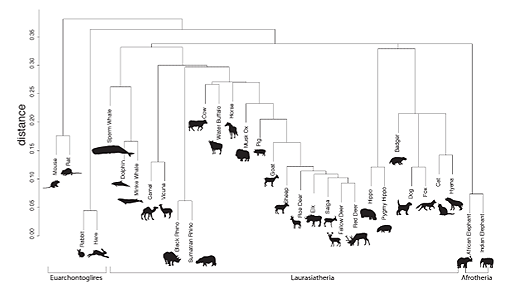 Dendrogram showing the clustering of mammalian species using the m/z values obtained from computational analysis. Copyright 2009 John Wiley & Sons, Ltd.