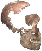 neanderthal - placeholder