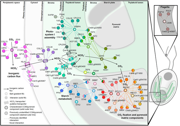 A protein spatial interaction map of the model alga, Chlamydomonas reinhardtii, CO2 concentrating mechanism. Many of the identified components are being engineered into plants to improve CO2 fixation. Mackinder et al. 2017 Cell 171:133-147.
