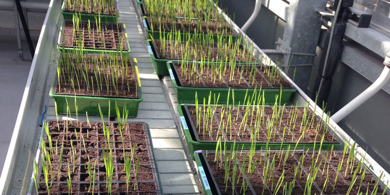 Wheat landraces in a glasshouse