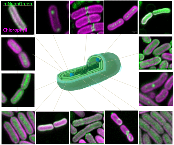  Diverse localisation patterns of cyanobacterial proteins fluorescently tagged with mNeonGreen. Cartoon credit: Kelvinsong / CC BY-SA (https://creativecommons.org/licenses/by-sa/3.0) 