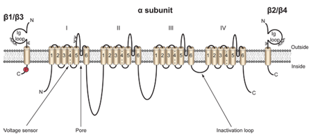 pr_studies_MQ1