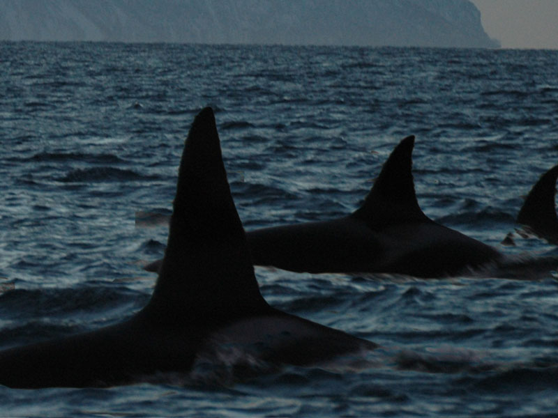 Orca pod