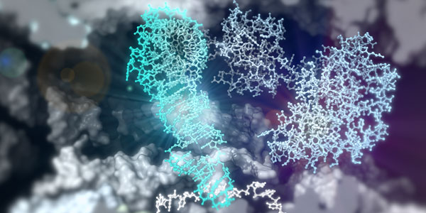 Structure of Balon protein (right, pale blue) bound to paused bacterial ribosome (grey) containing transfer RNA (cyan) and messenger RNA (white).