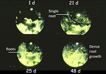 Development of Roots