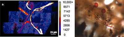 Composite of 14 NanoSIMS images of a Plantago lanceolata root colonised by AMF hyphae.