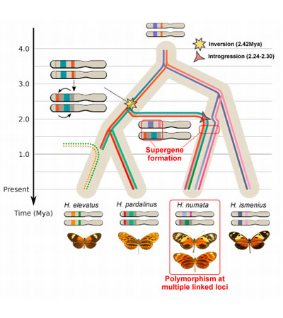 Dasmahapatra, Dr Kanchon - Biology, The University of York