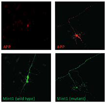 A single phosphorylation site regulates APP trafficking.