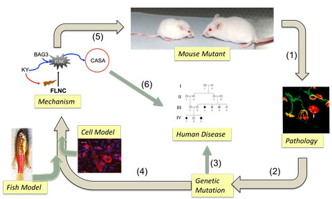 Fig.1