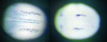 Whole mount in situ hybridisations on neurula stage Xenopus 
tropicalis embryos