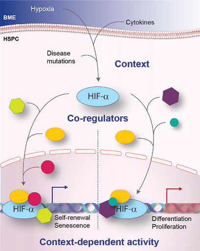 Image credit: Katherine Bridge. Schematic of HIF signalling pathways in blood stem cells (HSCs)