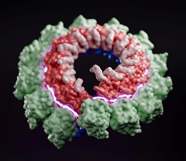 A reconstructed 3D structure of the Nipah virus nucleocapsid assembly.