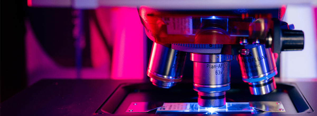 A microscope lens focuses closely onto cells held on a piece of glass
