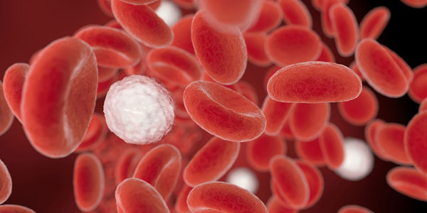 a graphical image of red blood cells and a single white cell