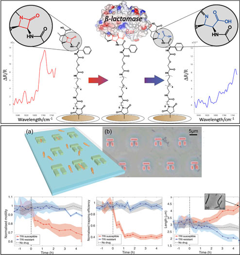 We have developed a surface-bound antibiotic (here cephalexin) which is compatible with the wide range of emerging surface-sensitive biosensing technologies and able to respond to the presence of β-lactamases,. Hydrolysis of the antibiotic by the presence of bacterial β-lactamases can be detected to indicate resistance to the drug.