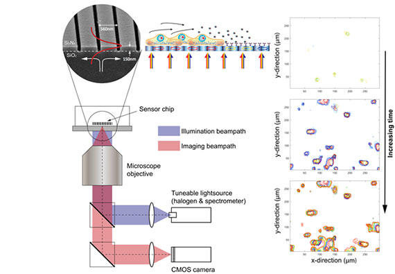 The Phenospot sensor chip, here a 1D grating, can be implemented on a standard microscope simply by changing the illumination beampath to a wavelength-tunable source. Proteins secreted from individual cells local to the sensor surface bind to surface-immobilised antibodies leading to a local change in refractive index and, in turn, a shift in the resonant wavelength of the sensor chip.