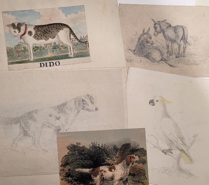 Animal drawings from the Reynolds and Twiss archive, including Dido the Cat.